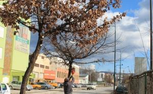  / Orezivanje aleja i drvoreda u novogradskim ulicama i trgovima, FOTO: KJKP Rad